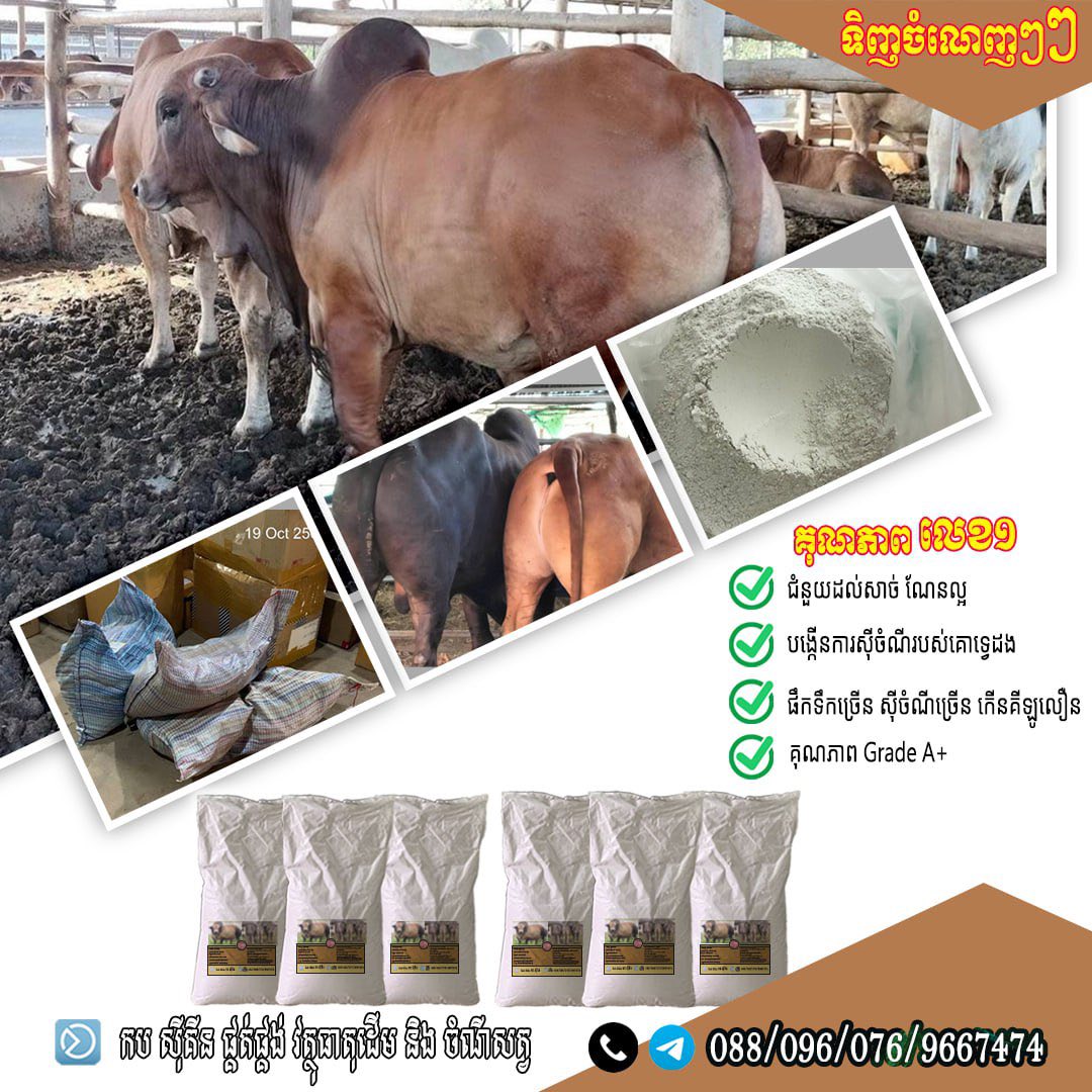 Kob Sikin កប សុីគីន | Battambang