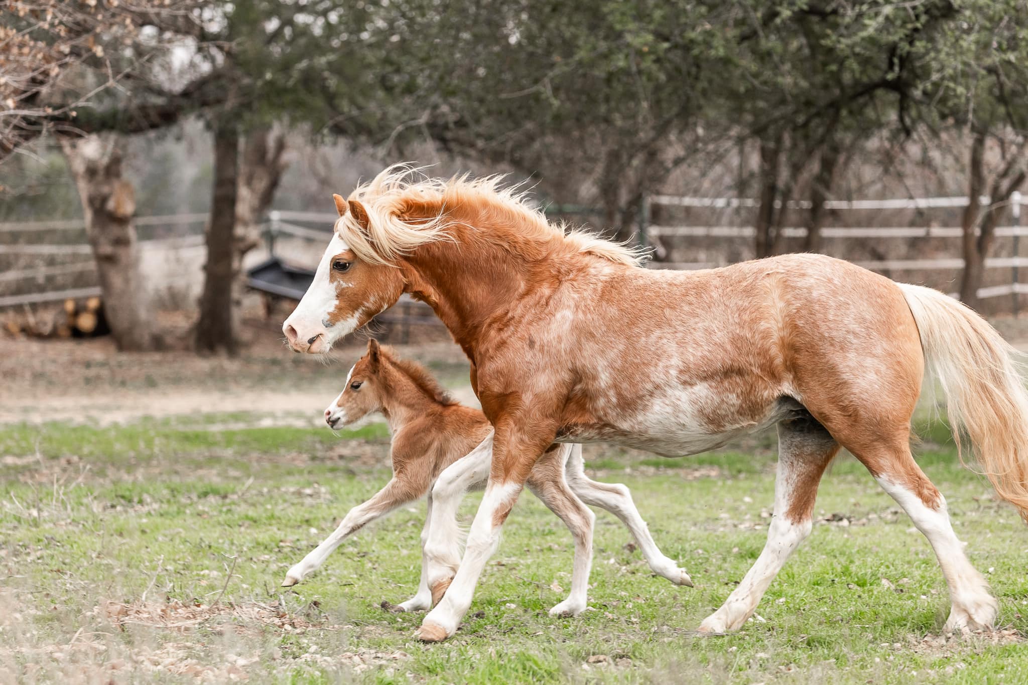 UPDATE Lilo is currently being... - Kickapoo Ponies Texas | Facebook