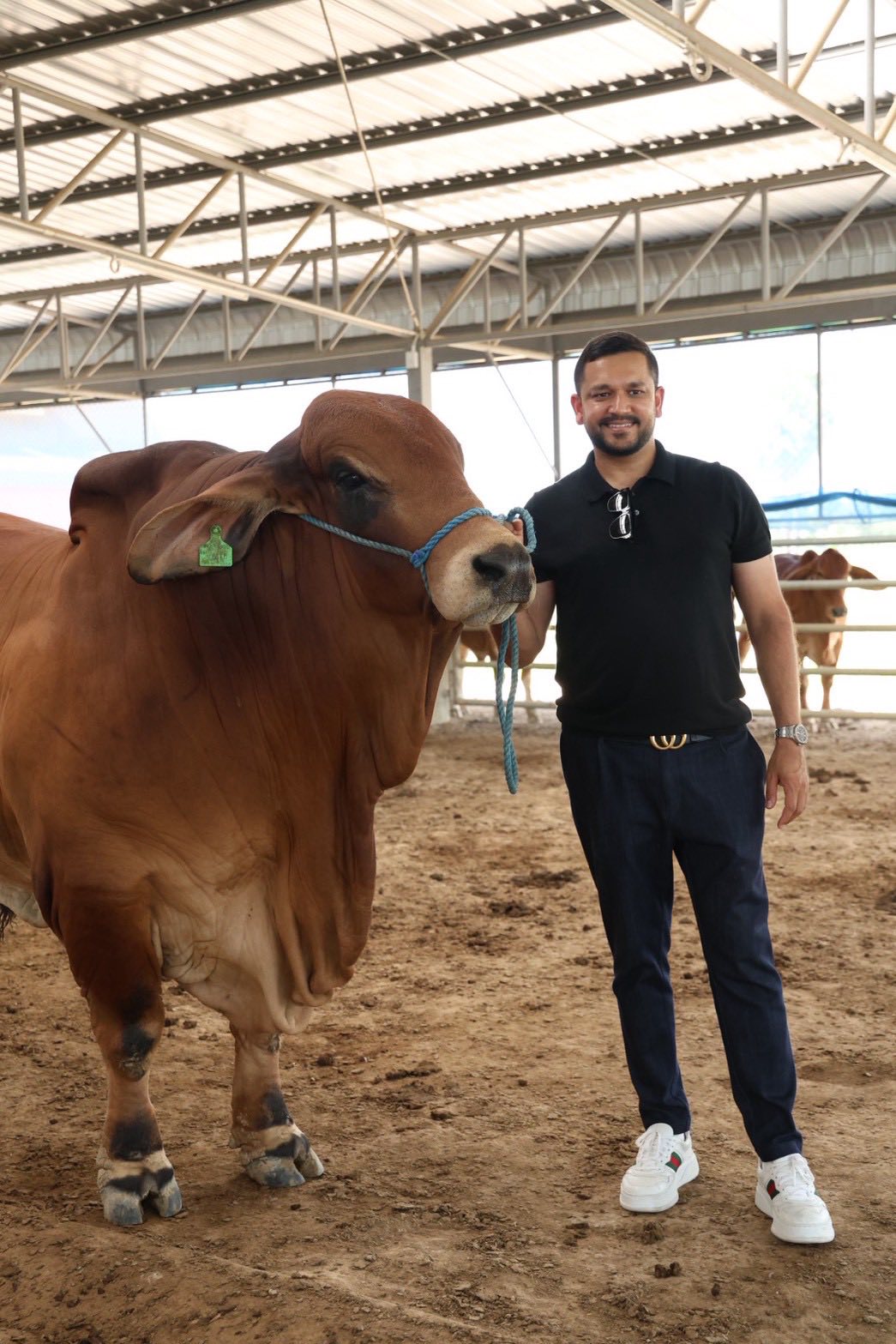 DG Ranch - Brahman &... - DG Ranch - Brahman & Beefmaster