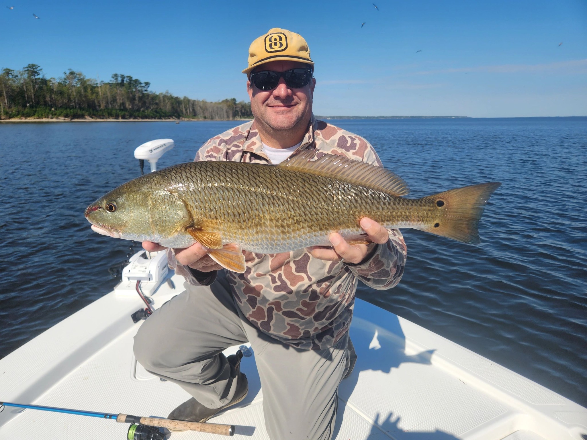 Spec - Redfish, also known as red drum, can live for over 40 years ...