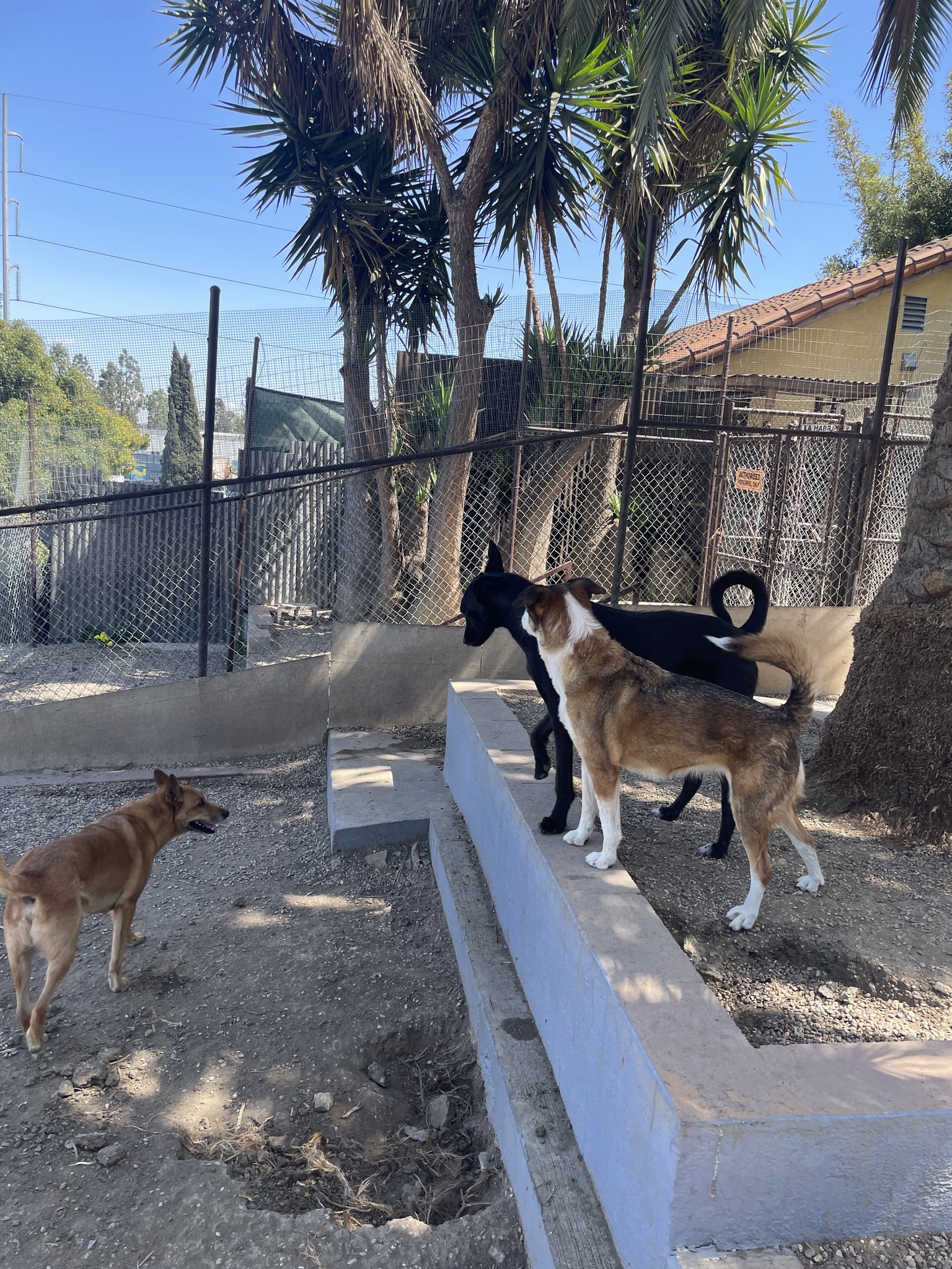 Glen's Dog Inn - Dog Boarding Los Angeles | Los Angeles CA