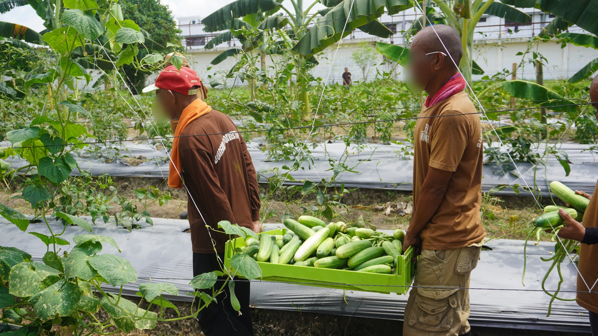 National Urban and Peri-Urban Agriculture Program | Manila