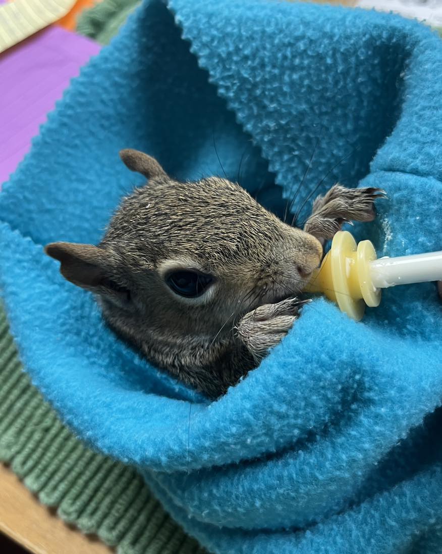 Wildlife - Feeding time 🍼 Orphaned baby squirrels can’t survive on ...