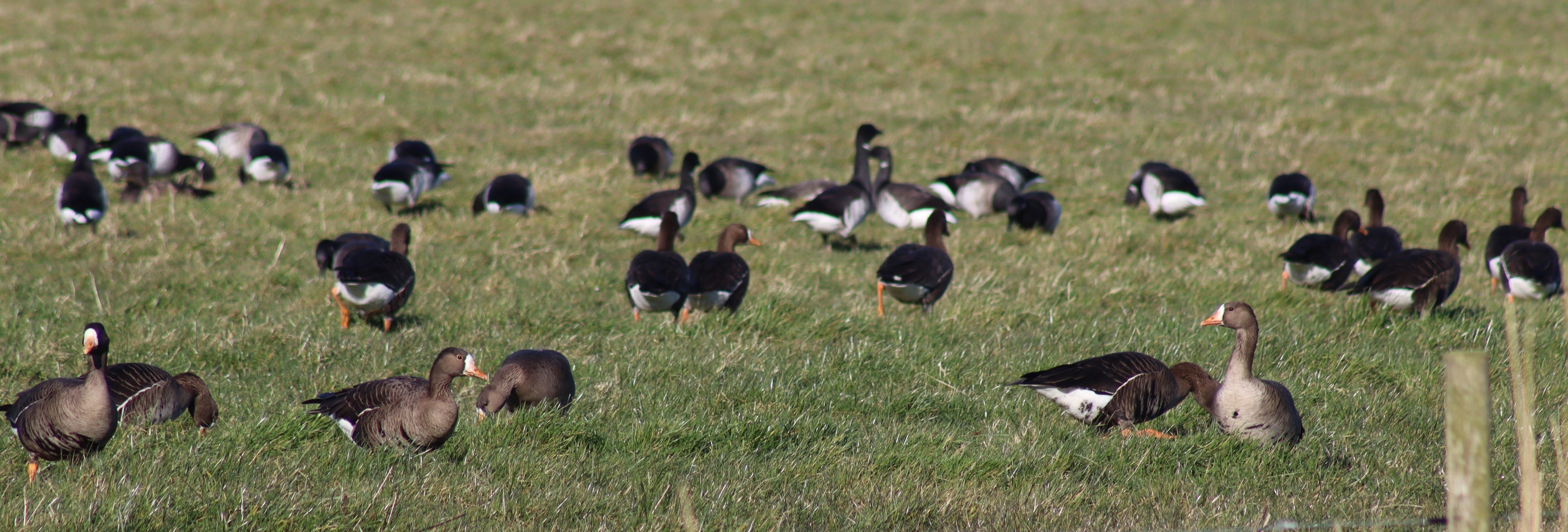 NPWS Wexford Wildfowl Reserve | Wexford
