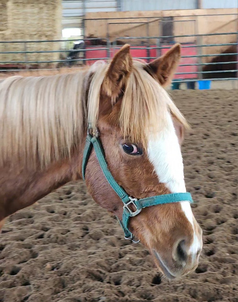 The wait won't be long — Golden Boi's first babies hit the track