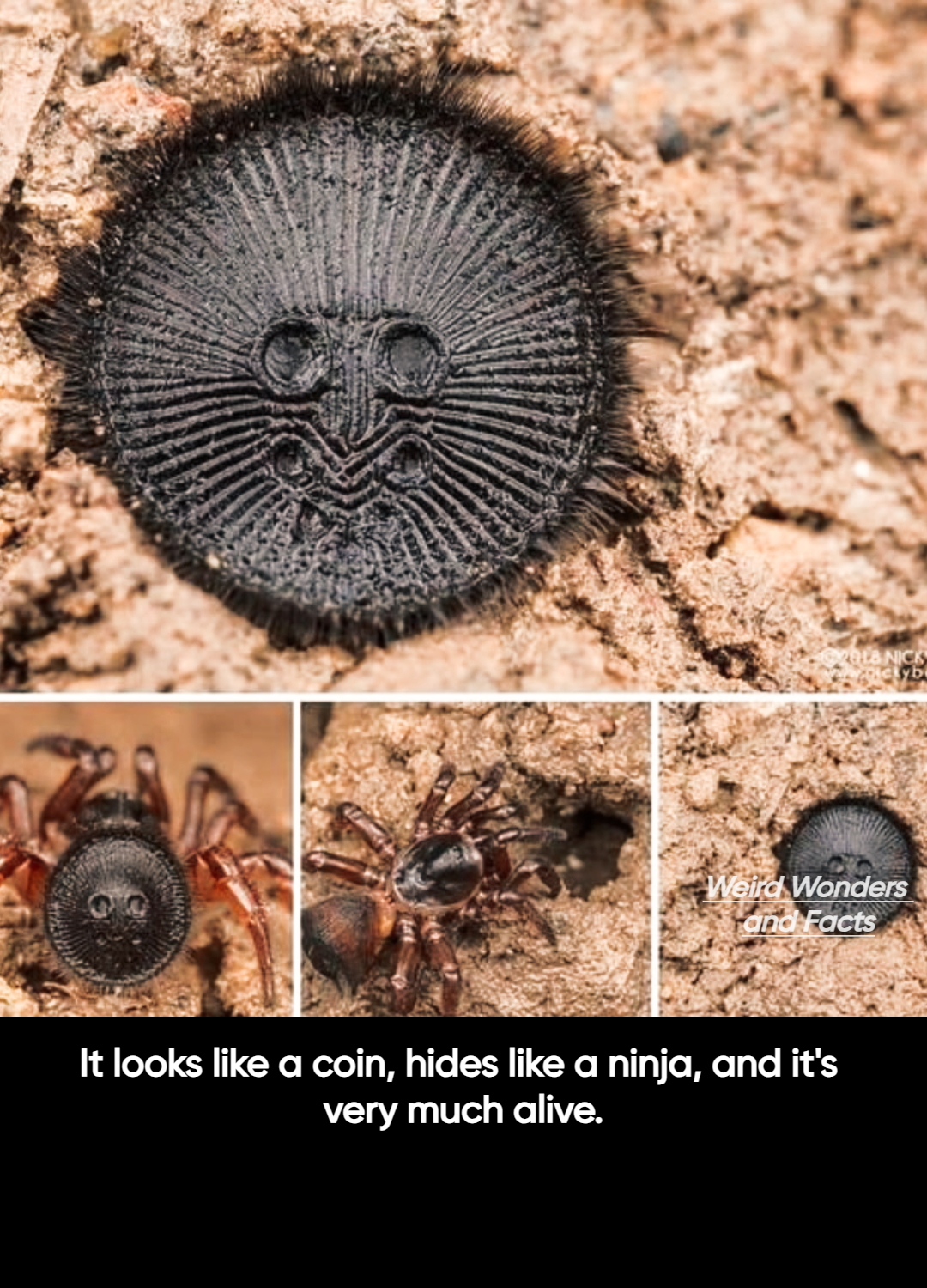 Chinese hourglass spider's unique defense mechanism