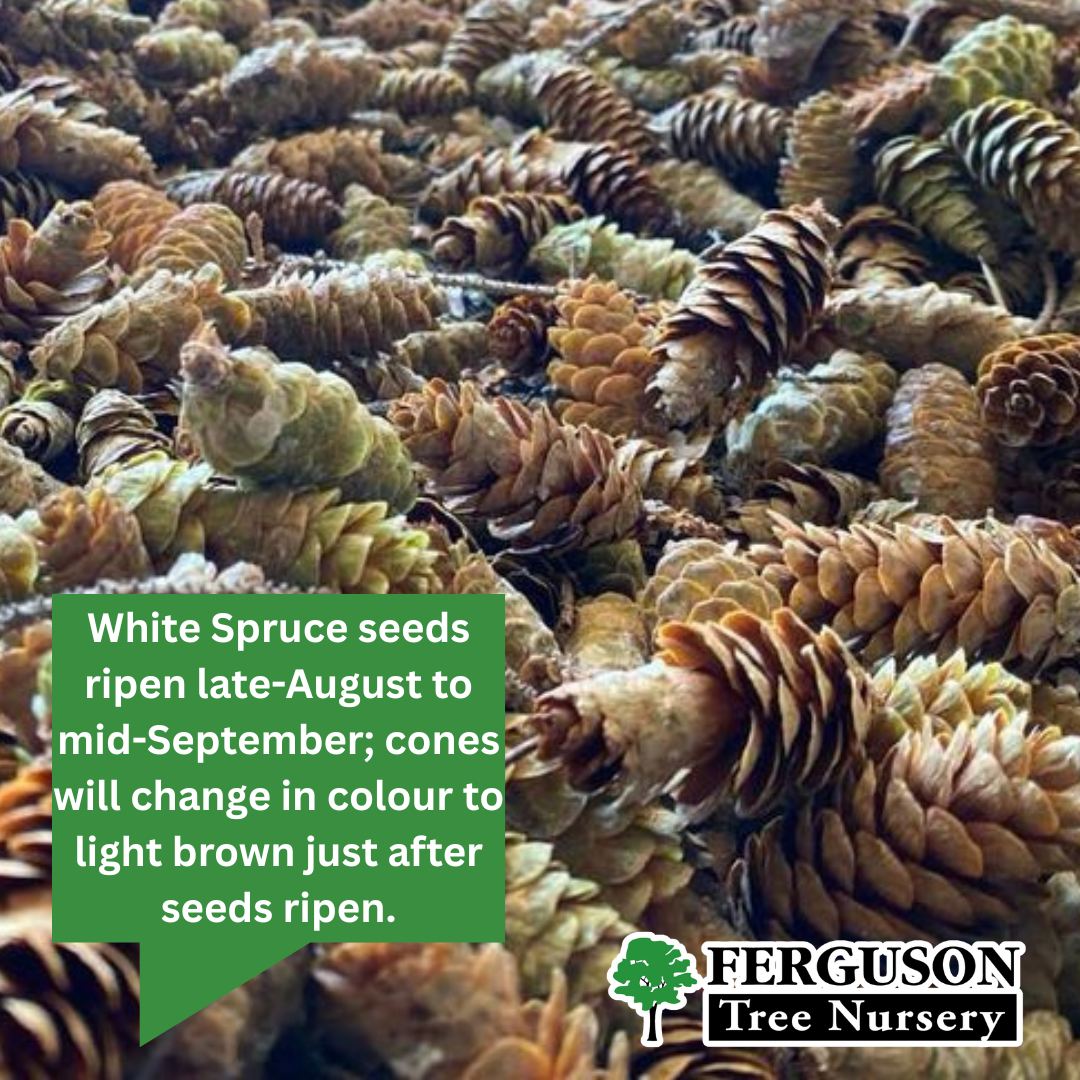 🌲🌲🌲🌲🌲🌲🌲🌲🌲🌲🌲🌲🌲🌲🌲🌲 #seedcollecting... - Ferguson Tree Nursery | Facebook