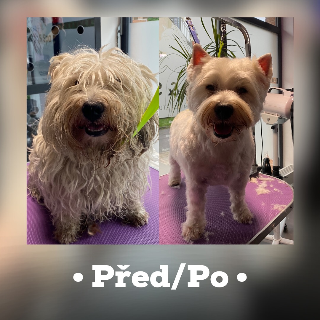 Pets Grooming&Spa Prague | Prague