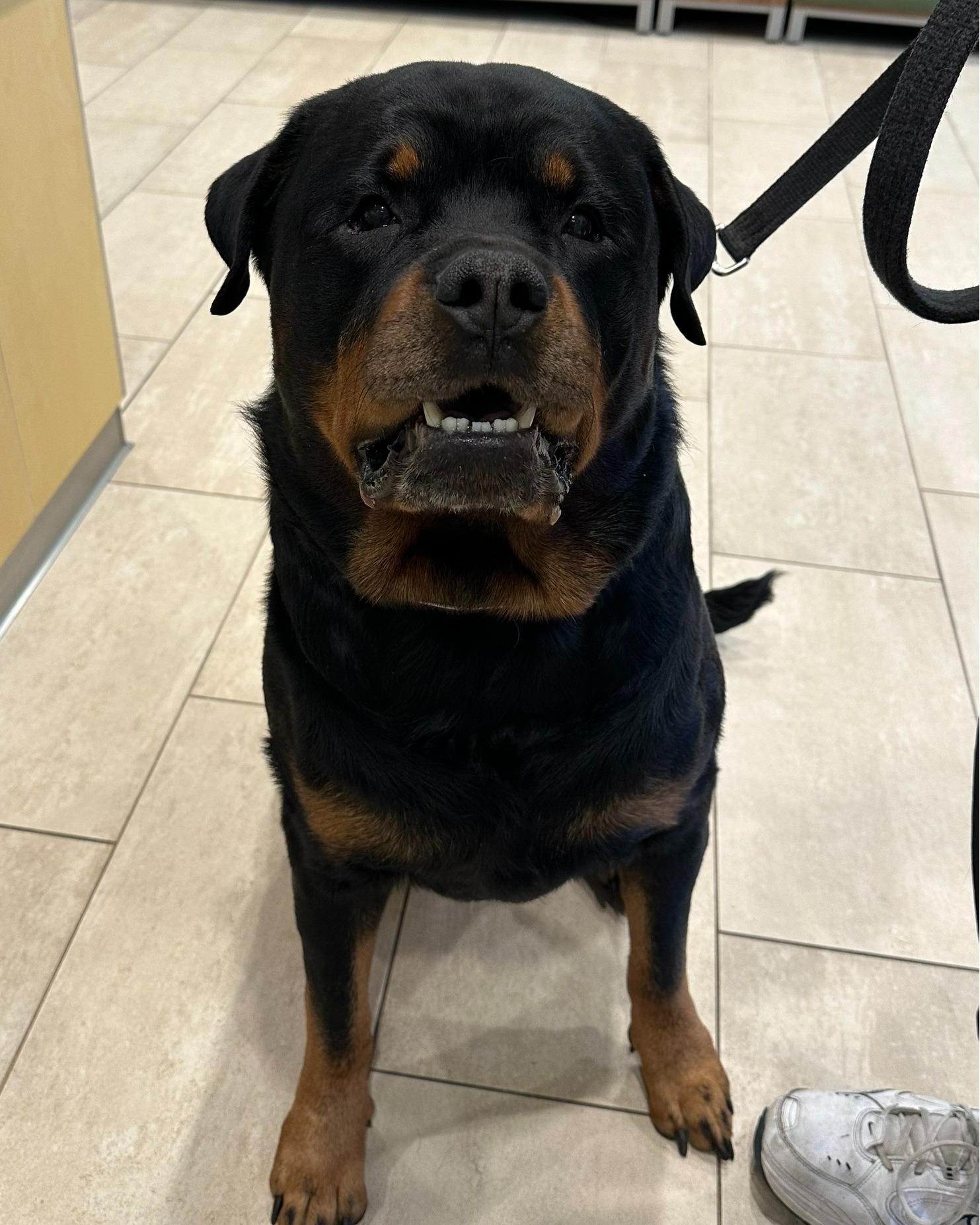 Metropolitan Veterinary Associates - The bestest boy Euro came in to ...