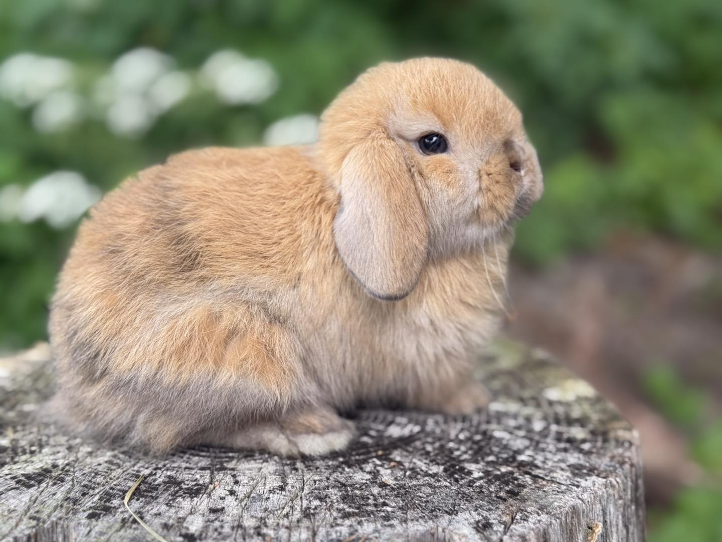 Heavenly Holland... - Heavenly Holland Lop Rabbits - Maine