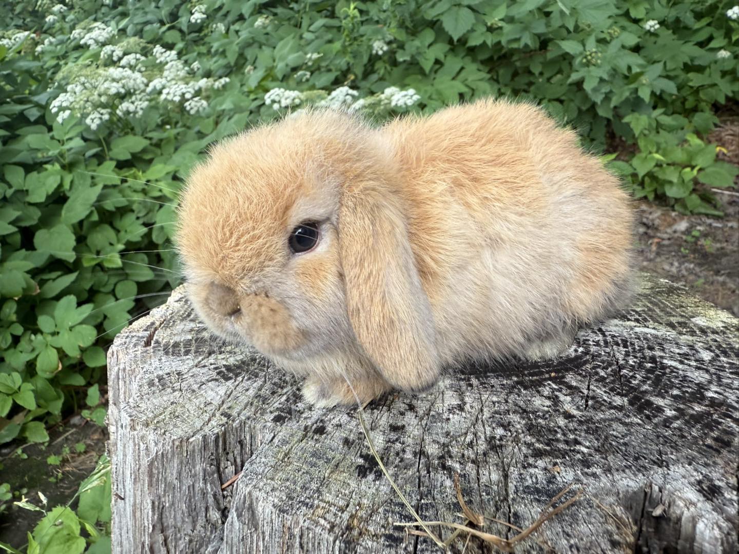 Heavenly Holland Lop Rabbits - Maine