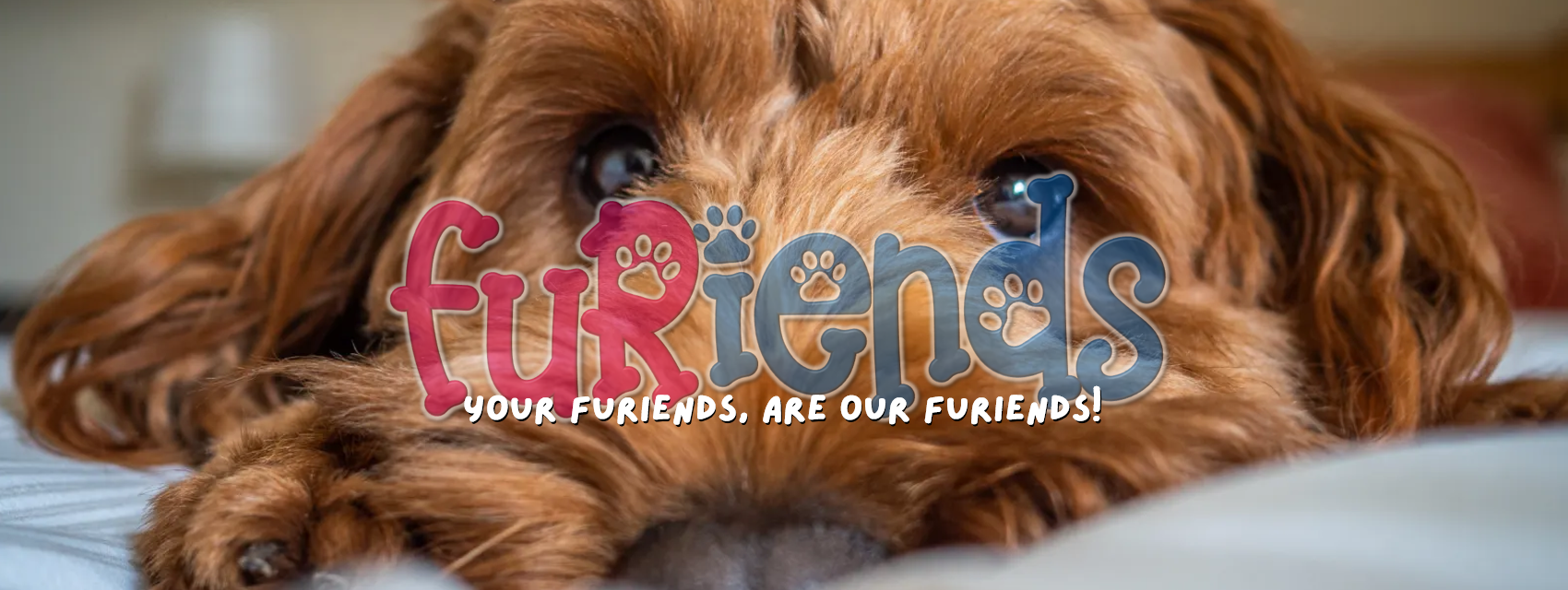 Furiends Dog Grooming, Lincoln | Lincoln