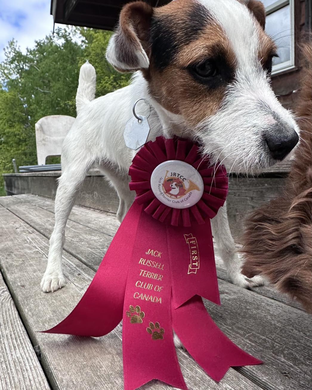 Greeneaster - Reynard’s Folly Sprite earned her first ribbon in the ...