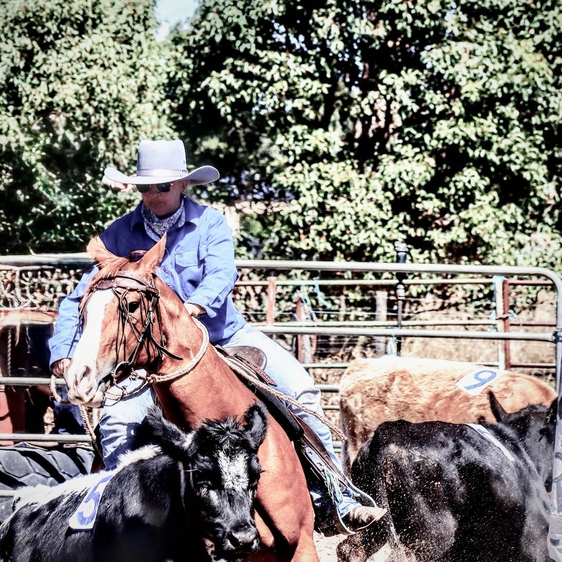 RS... - RSNCA - Ranch Sorting National Championships Australia