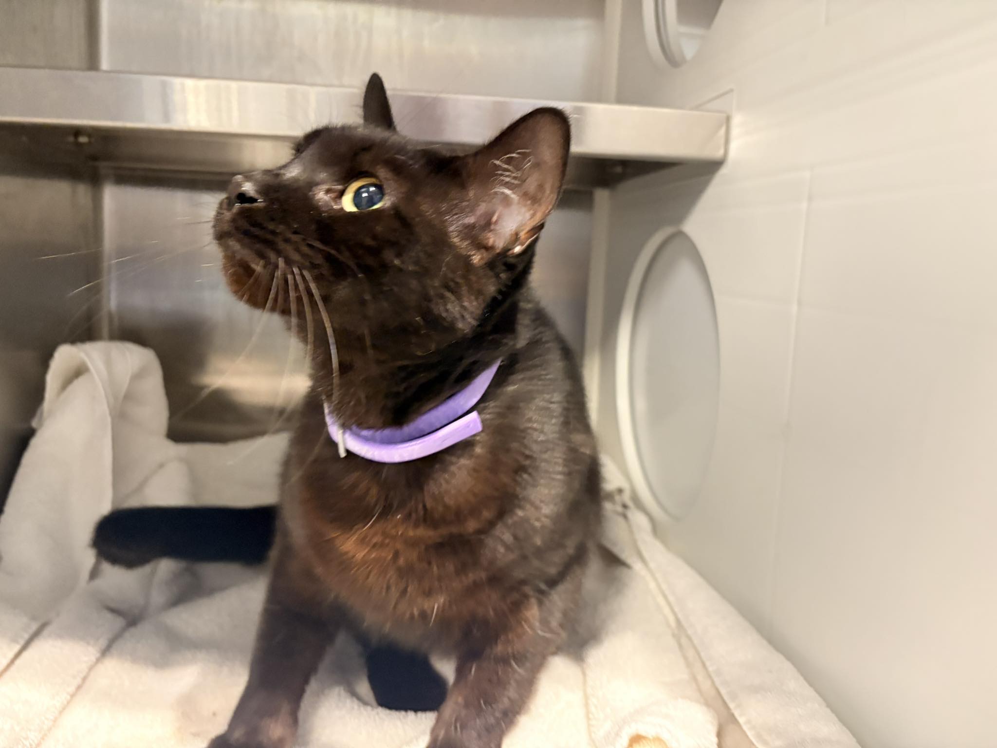 Black cat found at Clinton State Park Marina