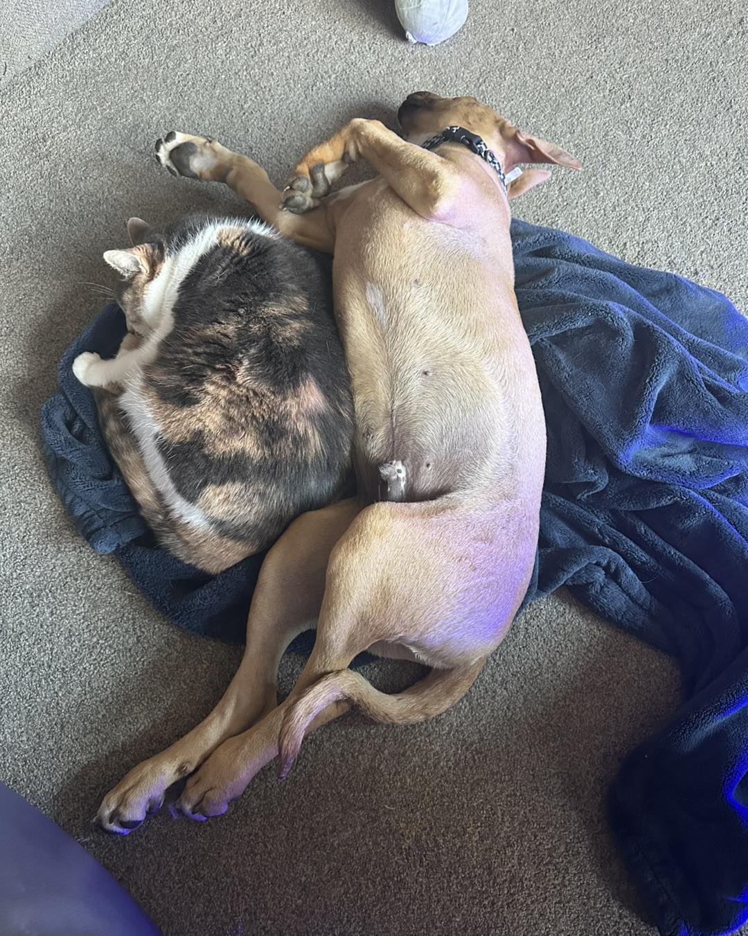 Pibble and All Paws Rescue | Lacey WA