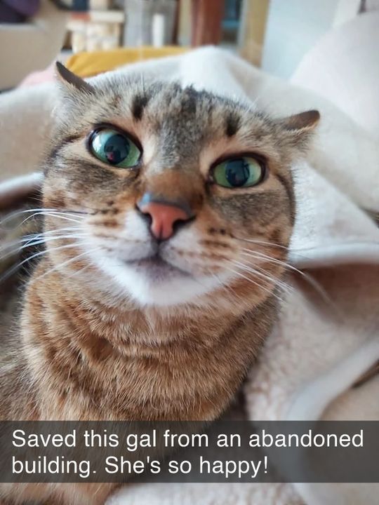 Cat Rumble - Cat Rumble added a new photo.