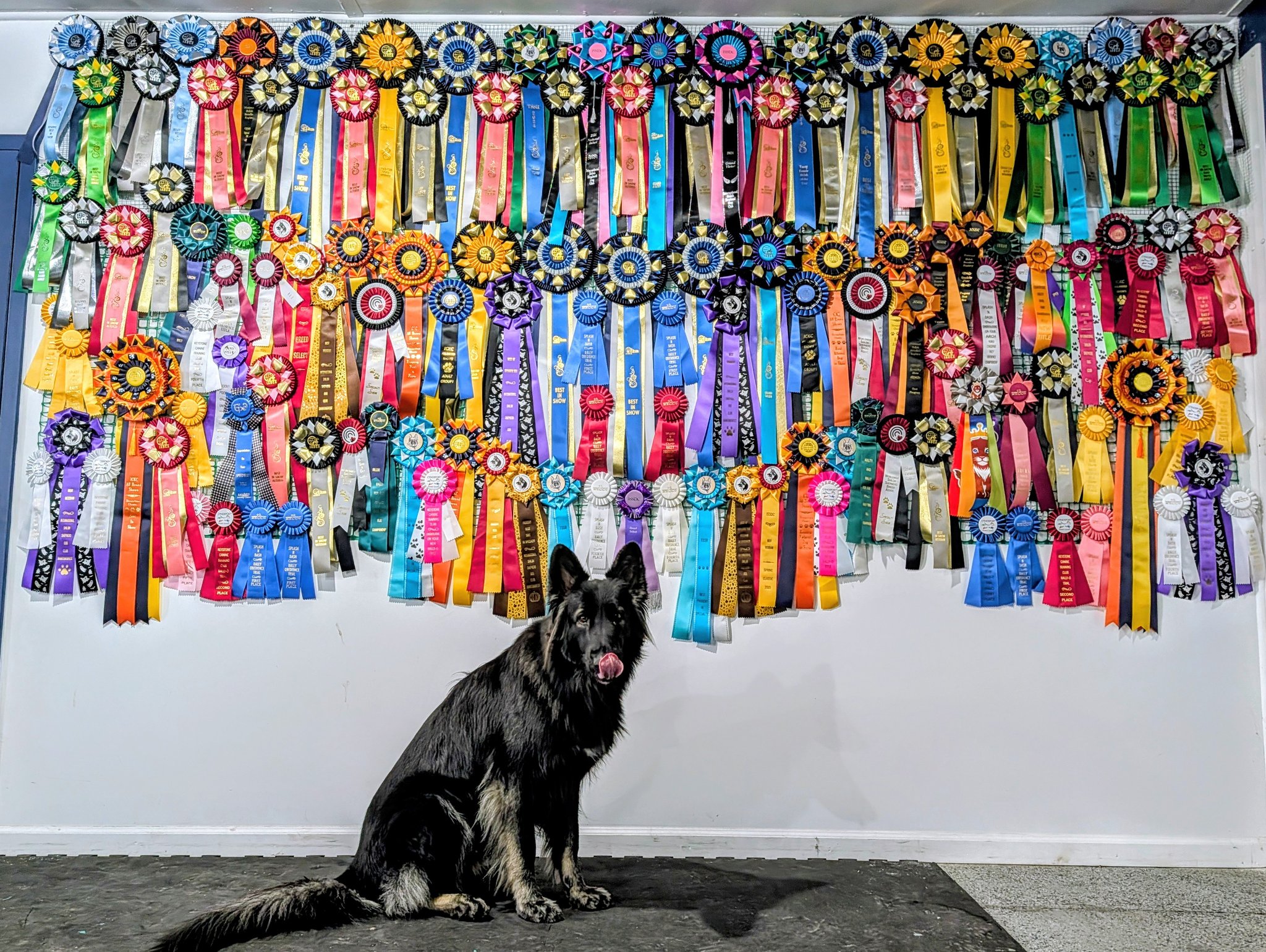 Dog Ribbon Displays | Got around to hanging our ribbons from this year ...