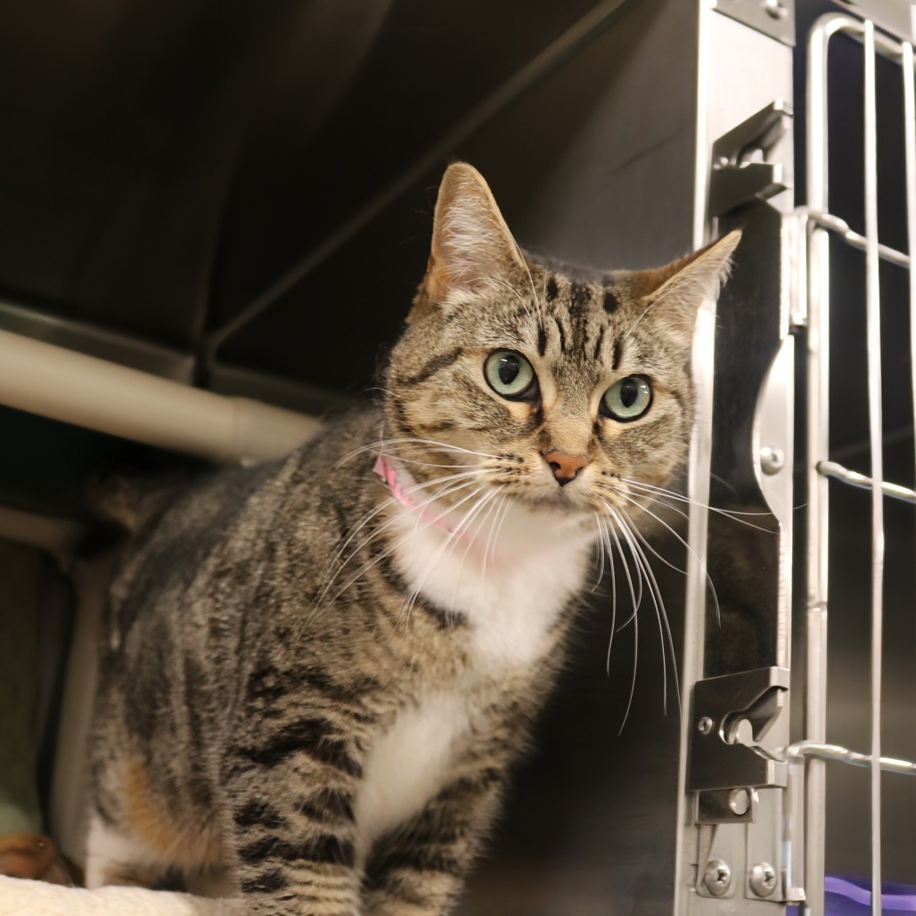 Sam is a dog's cat - in the... - Tri-County Humane Society | Facebook