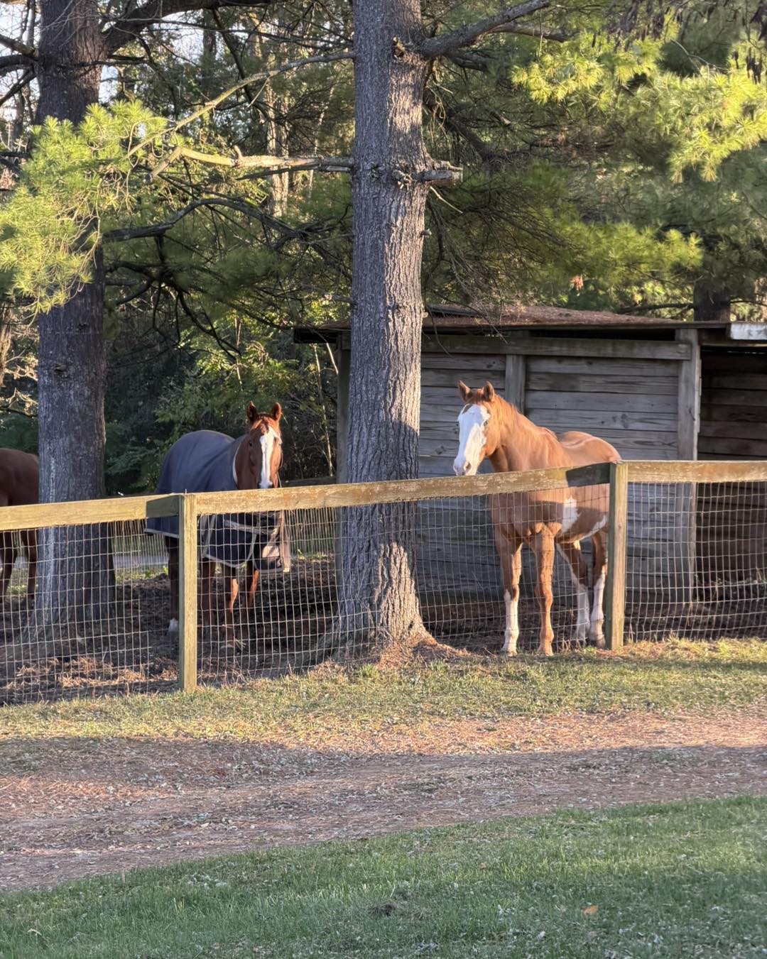 Starlight Pines Equestrian Center | Battle Creek MI