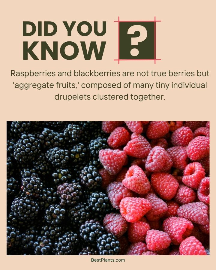 Surprise! Raspberries Aren't True... - Plant Care Today | Facebook