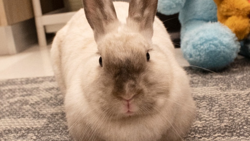 rabbit.bella.27