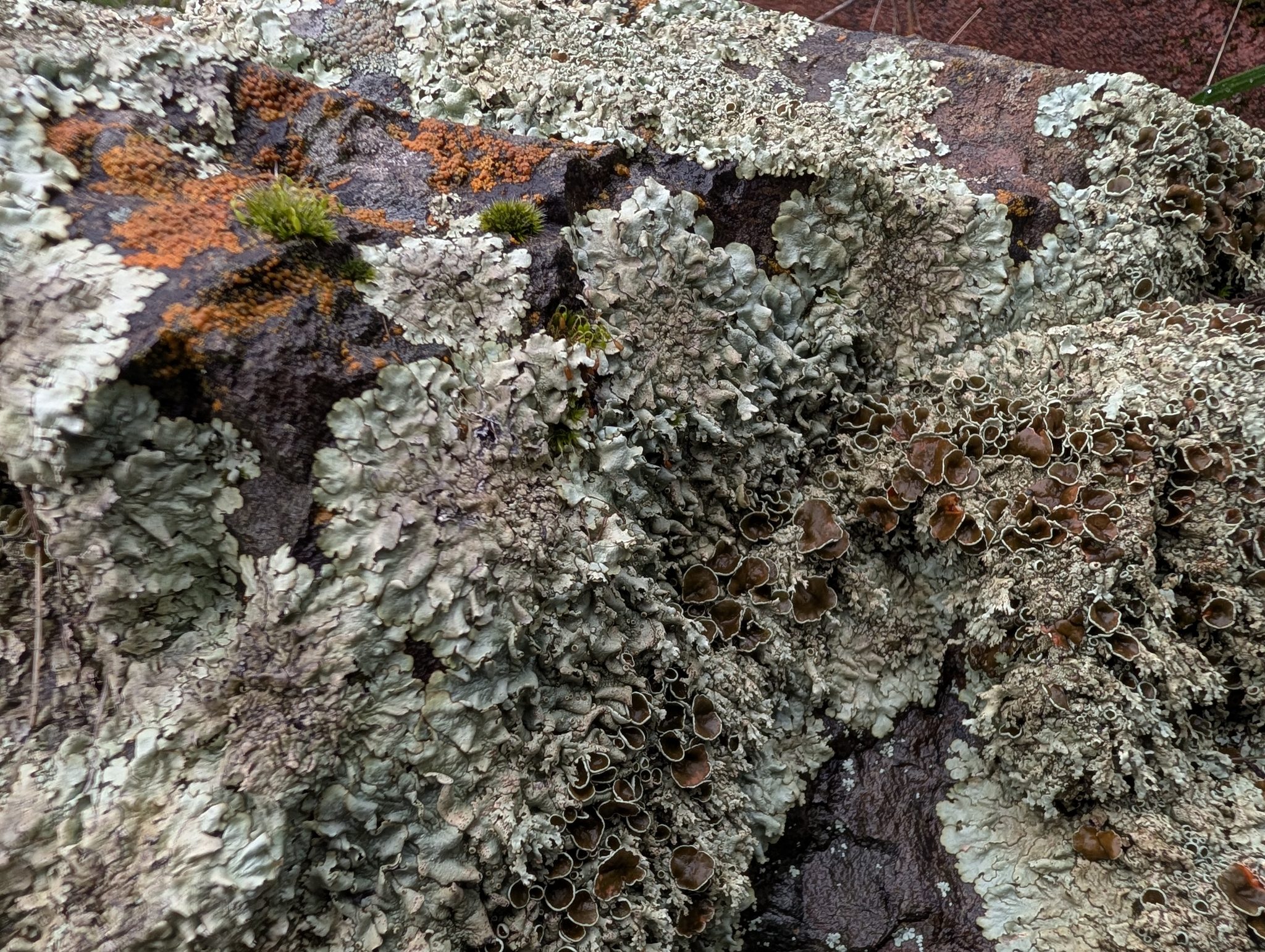 Lichens and Bryophytes of the Hopland Research and Extension Center