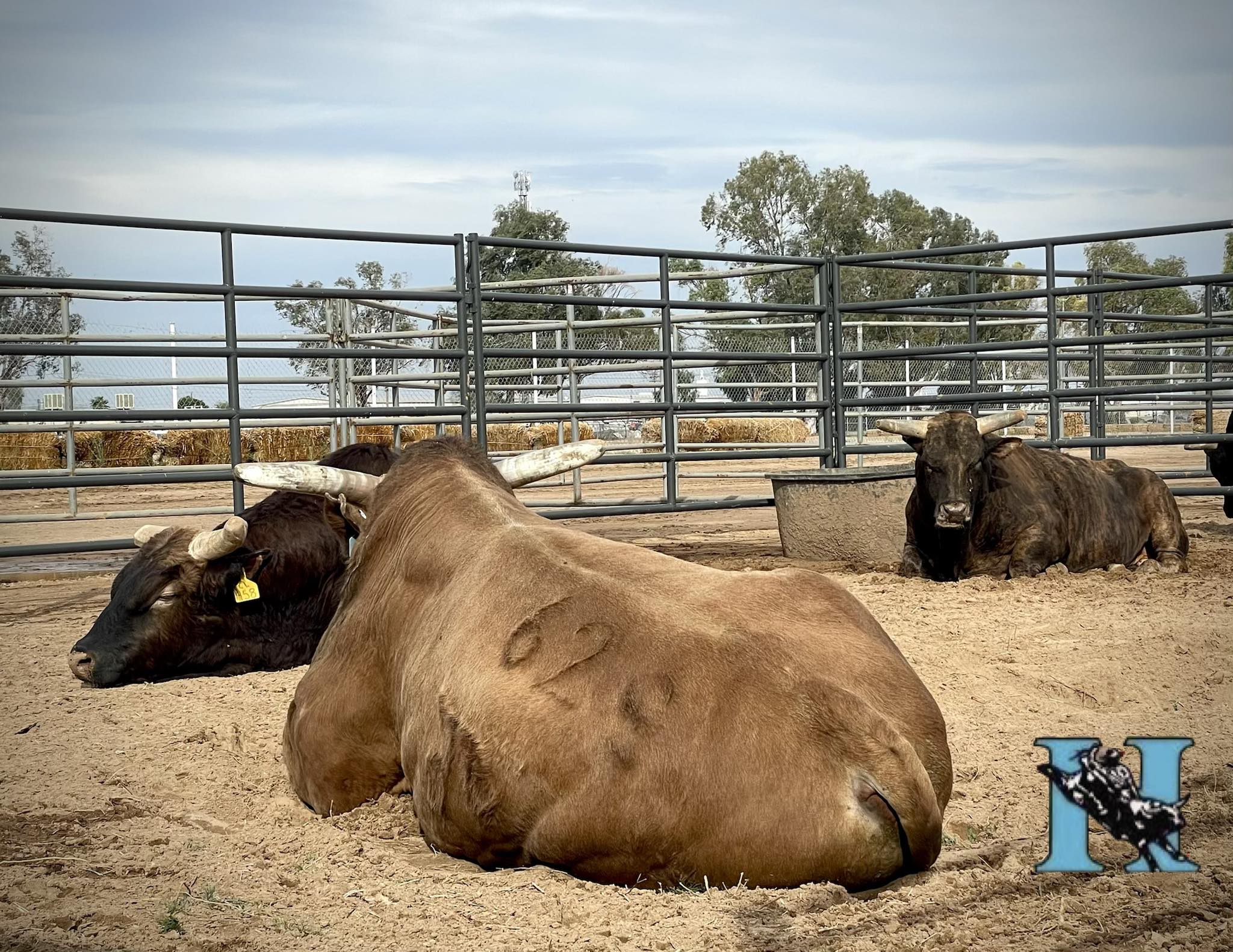 Honeycutt Rodeo Inc. | Alamosa CO