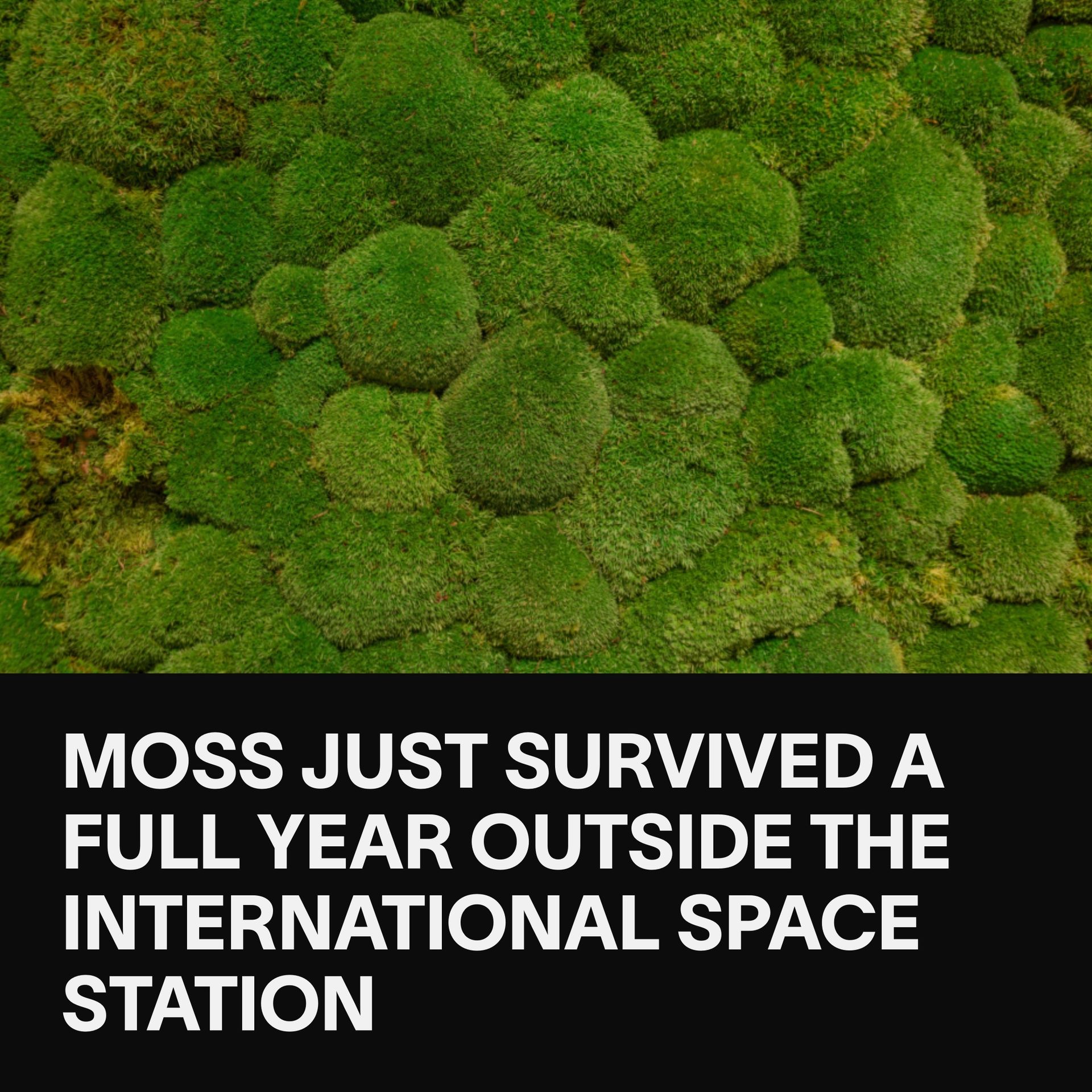 VICE - It turns out moss has no problem surviving in the... | Facebook