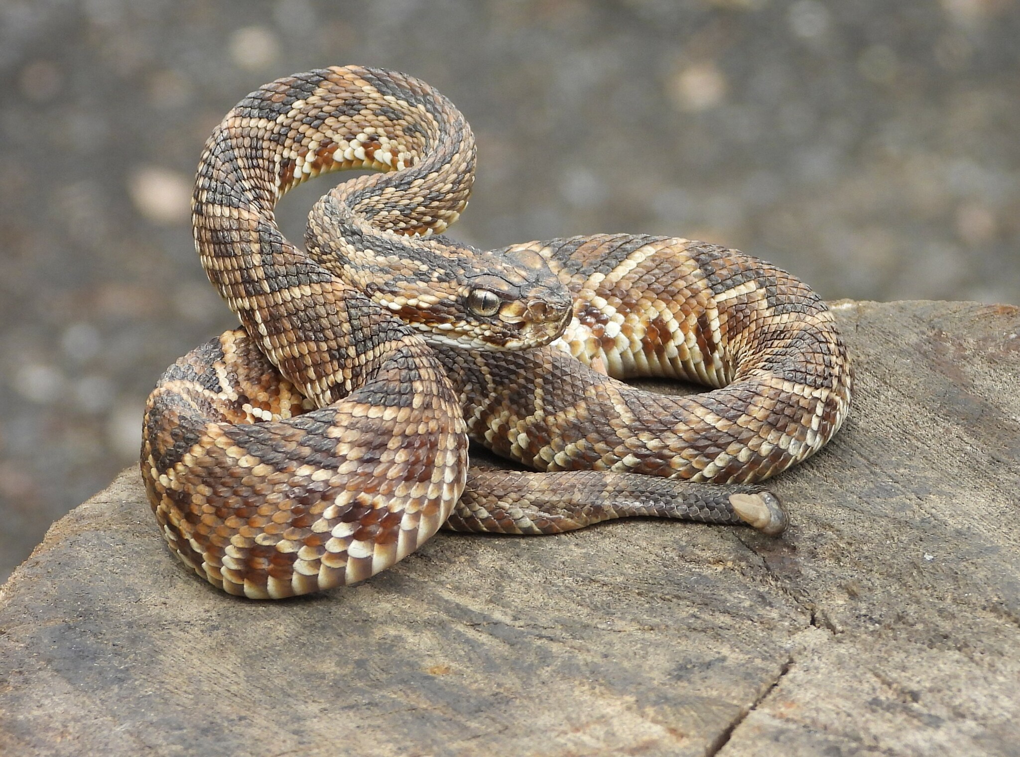 It's Meet the Species... - The Rattlesnake Conservancy | Facebook