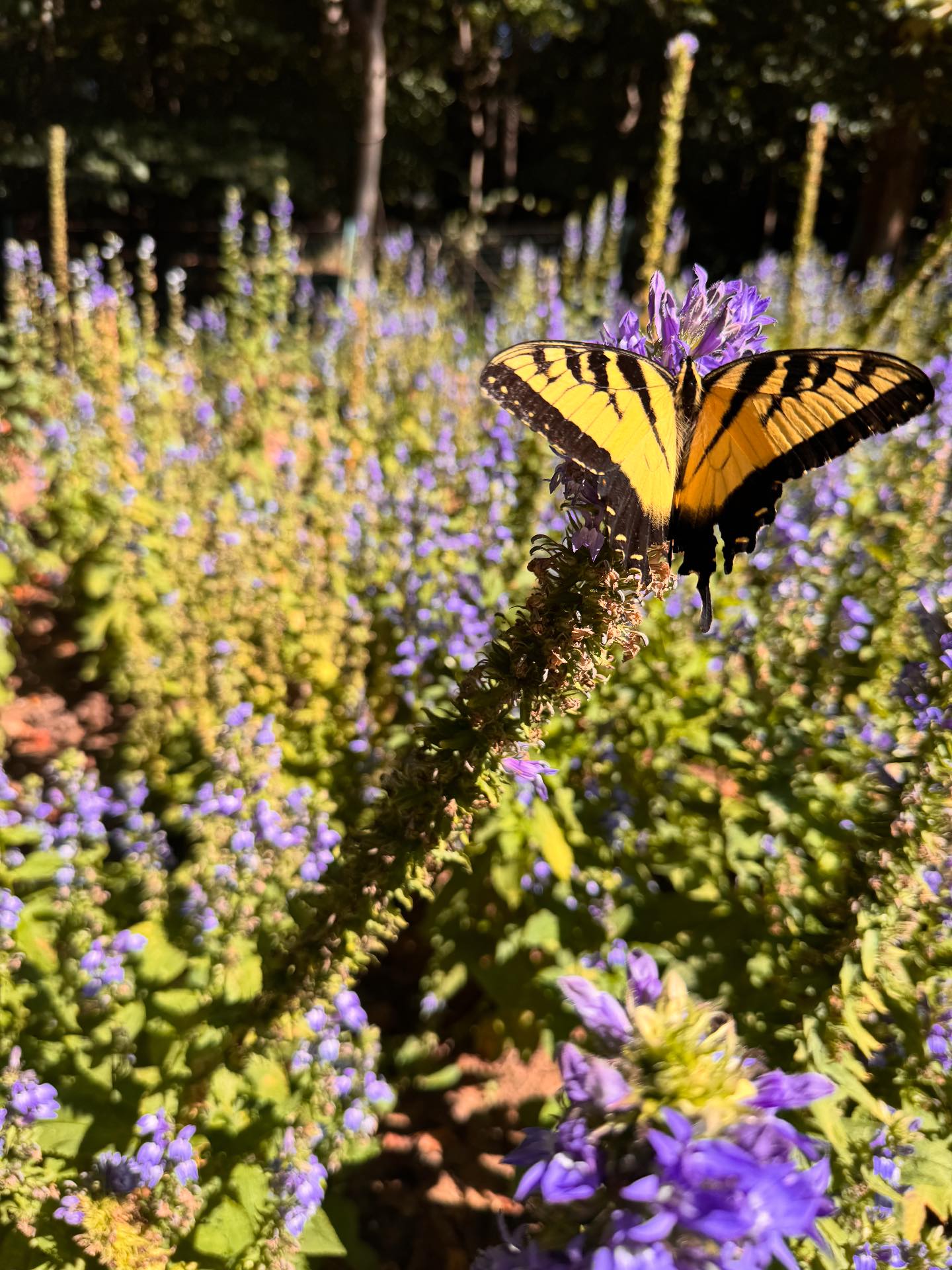 Conservation Landscape Design photo