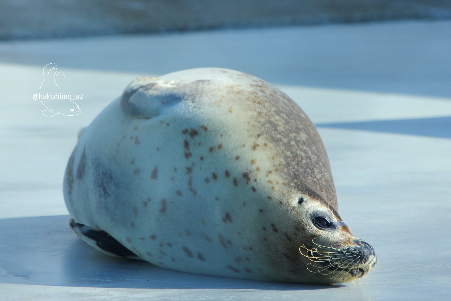 乾きもちもち🦭💤 Follow: @hakuhime_az 🦭✨ March 5 2026 #seal