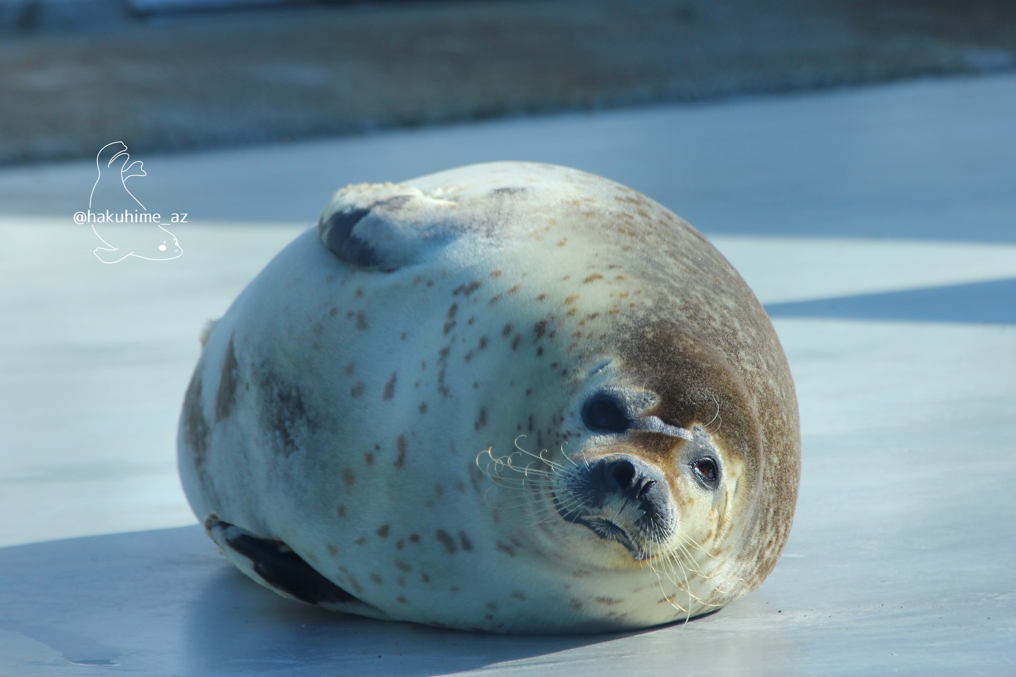 乾きもちもち🦭💤 Follow: @hakuhime_az 🦭✨ March 5 2026 #seal