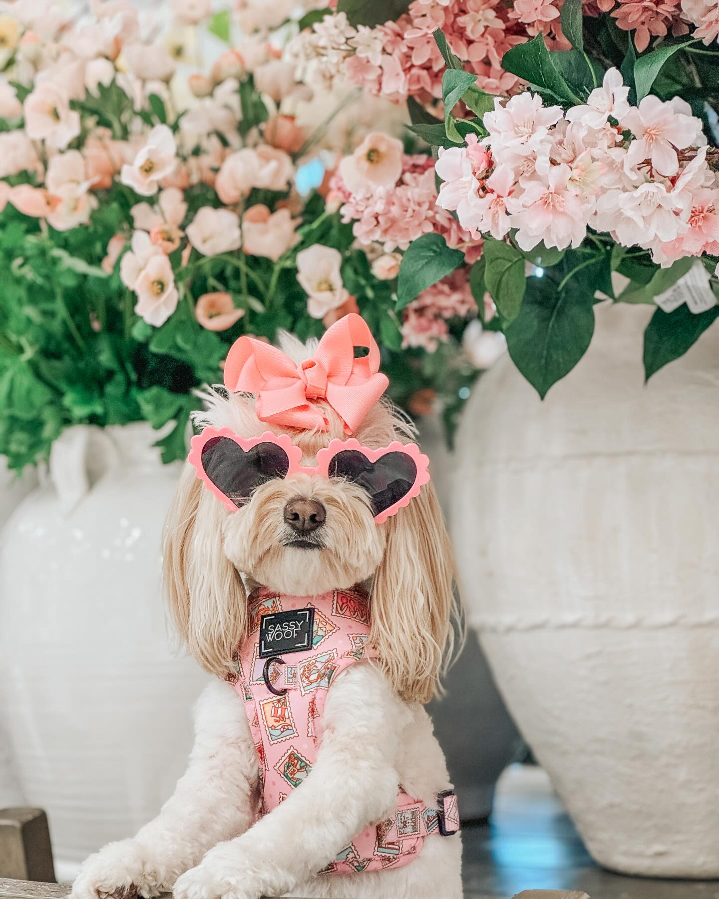 Sassy Woof's new spring pet collection