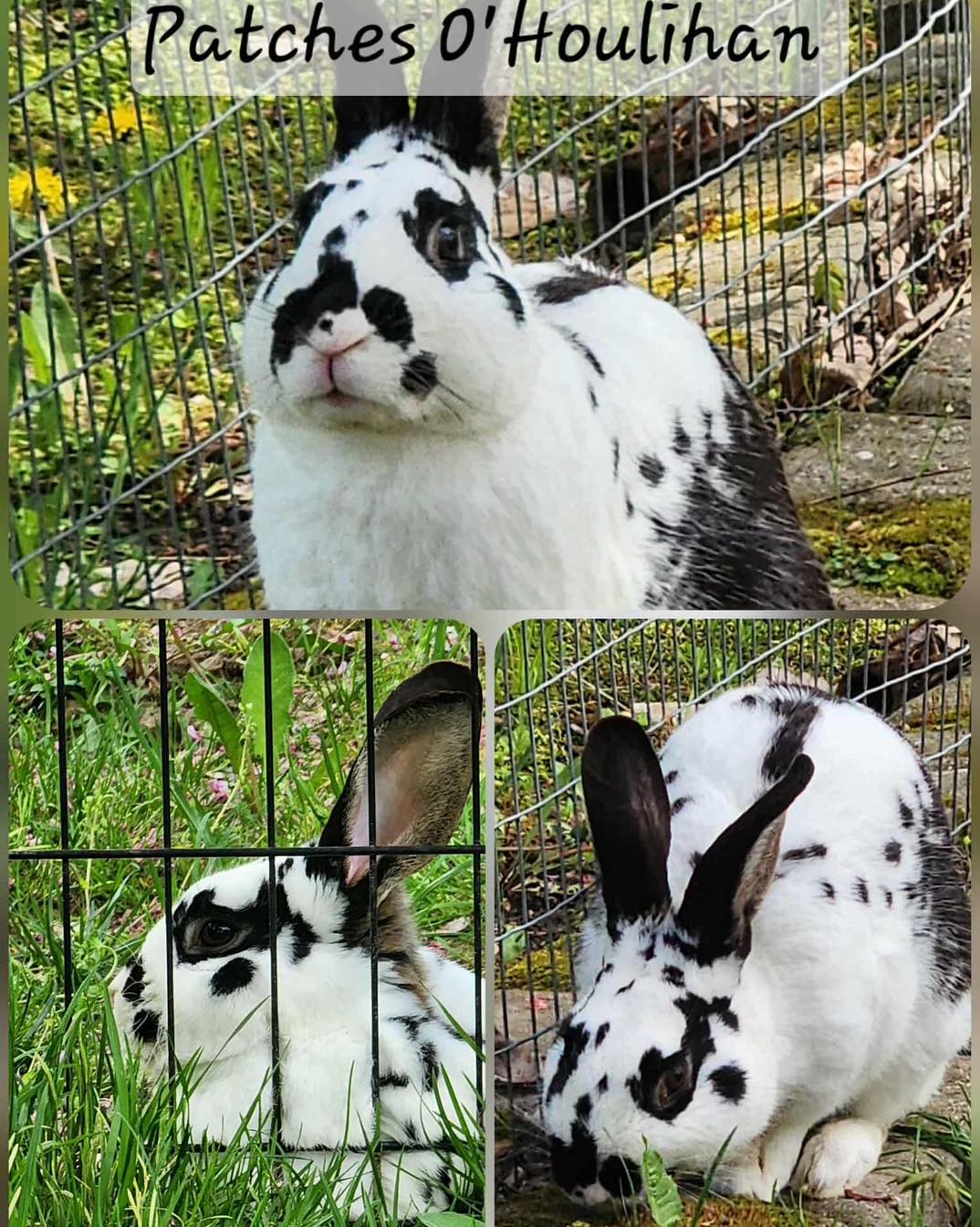Rabbit - 🐰 Bunny of the Week - Patches O'Houlihan! 🐰 You all aren't ...