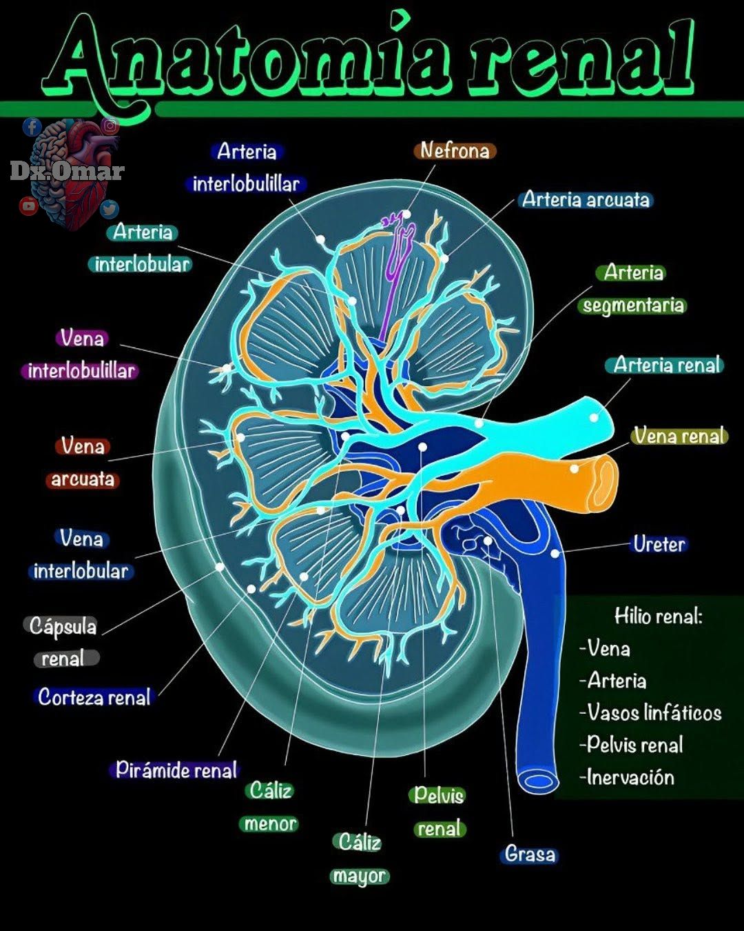 Anatomía De Las Arterias Renales Anatomía Y Fisiología Sistema