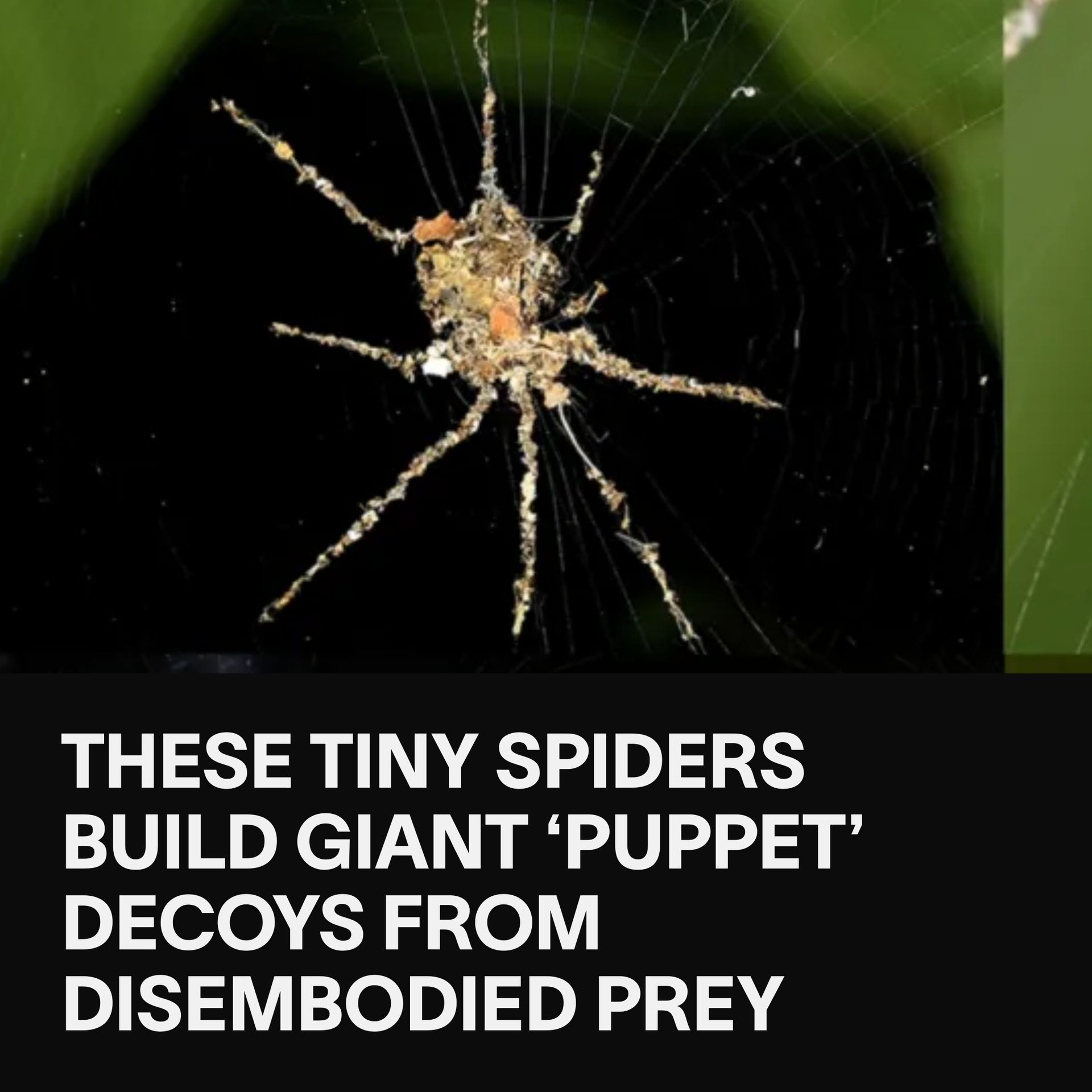 VICE - In the jungles of Peru and the Philippines, these tiny spiders ...