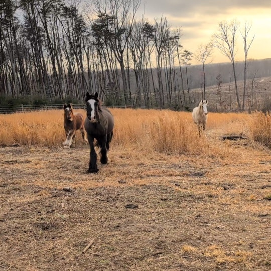 C & B Ranch