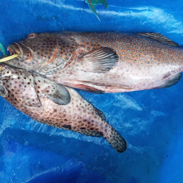 Fresh Fish just in. Kawakawa, Ulavi,... - Ocean Express Fiji | Facebook