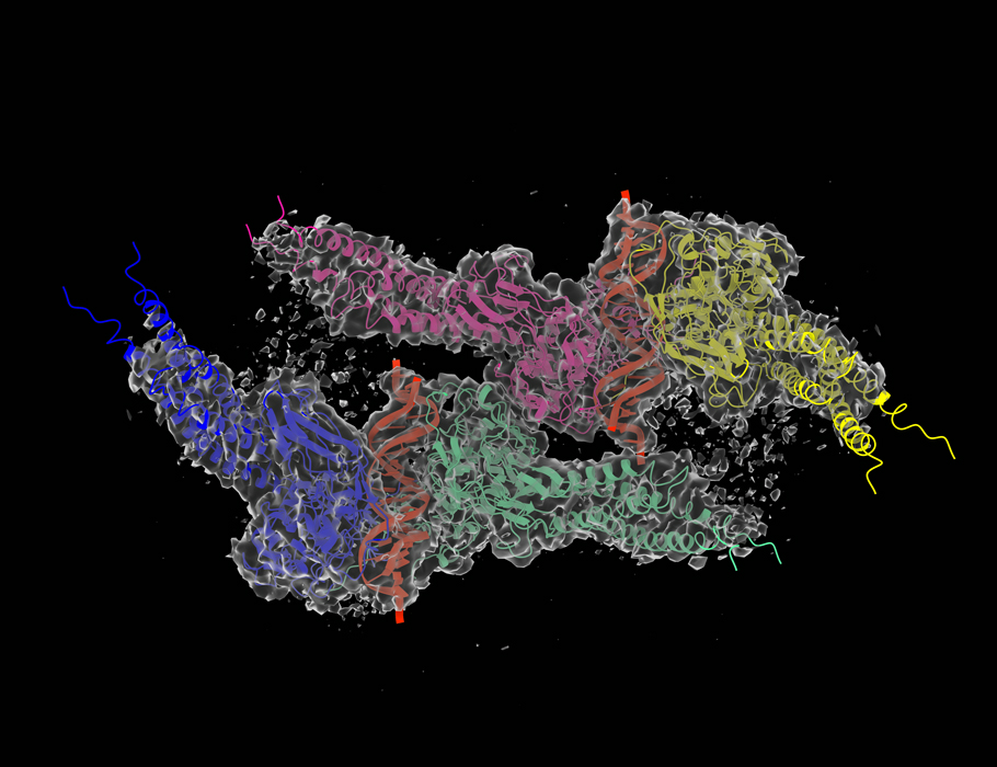 Science - A new study characterizes the structure of a transcriptional ...