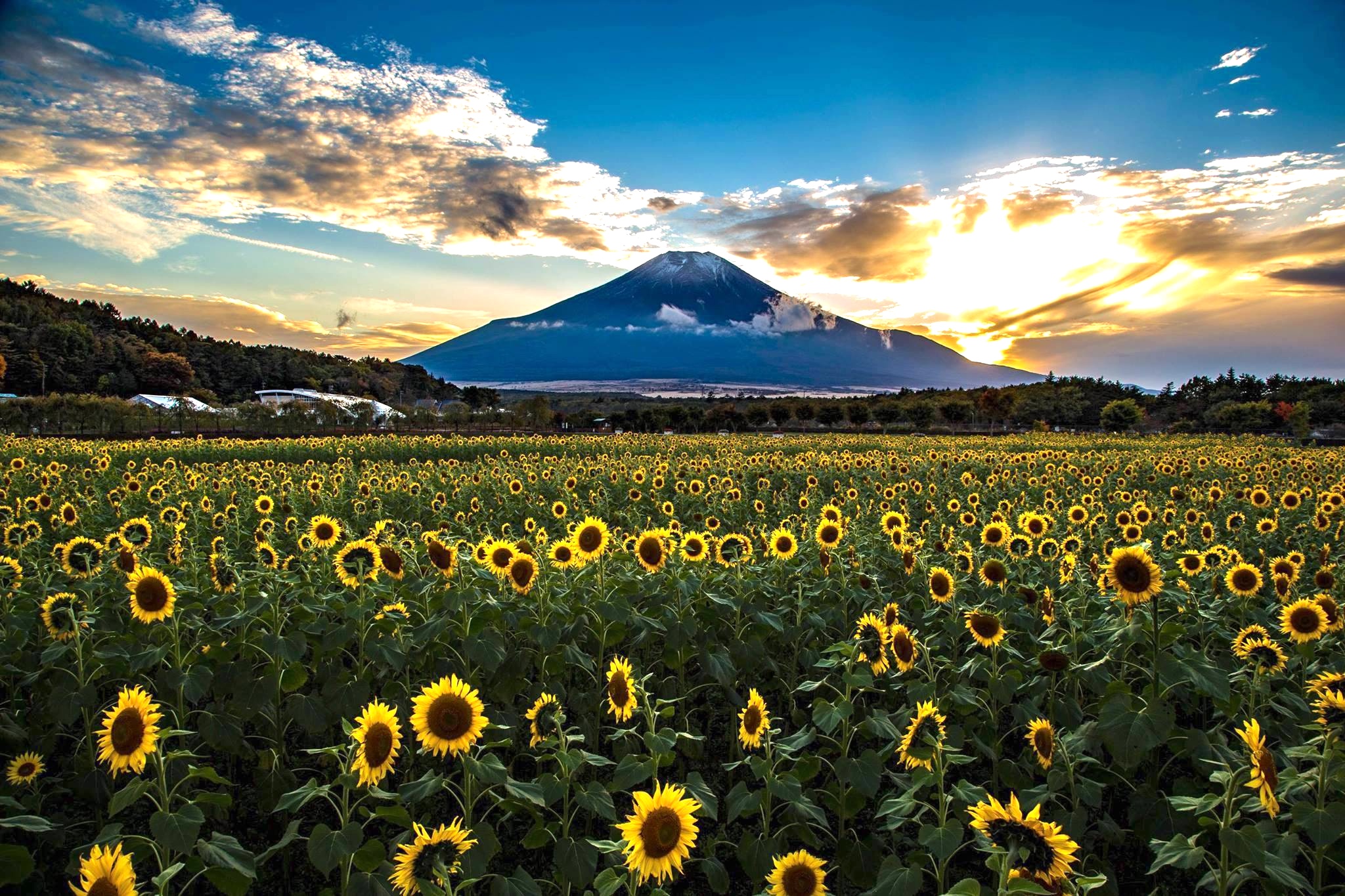 A field of sunflowers growing in the shadow of Mount Fuji in