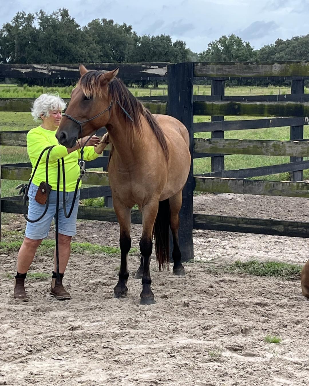 Wild Horse Rescue Center added... - Wild Horse Rescue Center