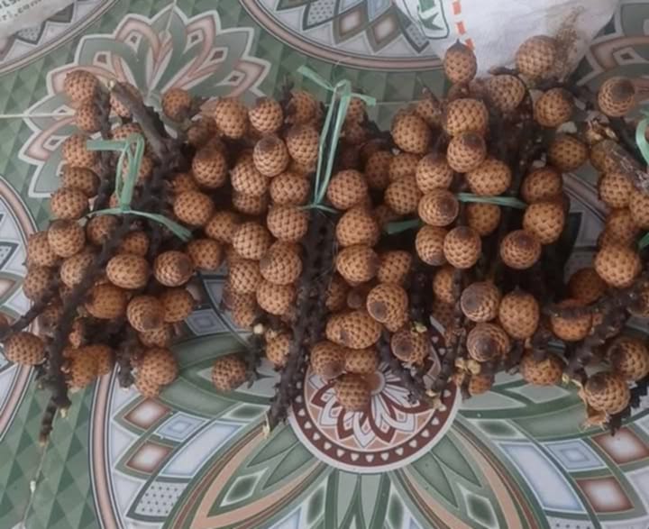 Rareforestplant.com - Manau fruit is the fruit of the rattan tree ...
