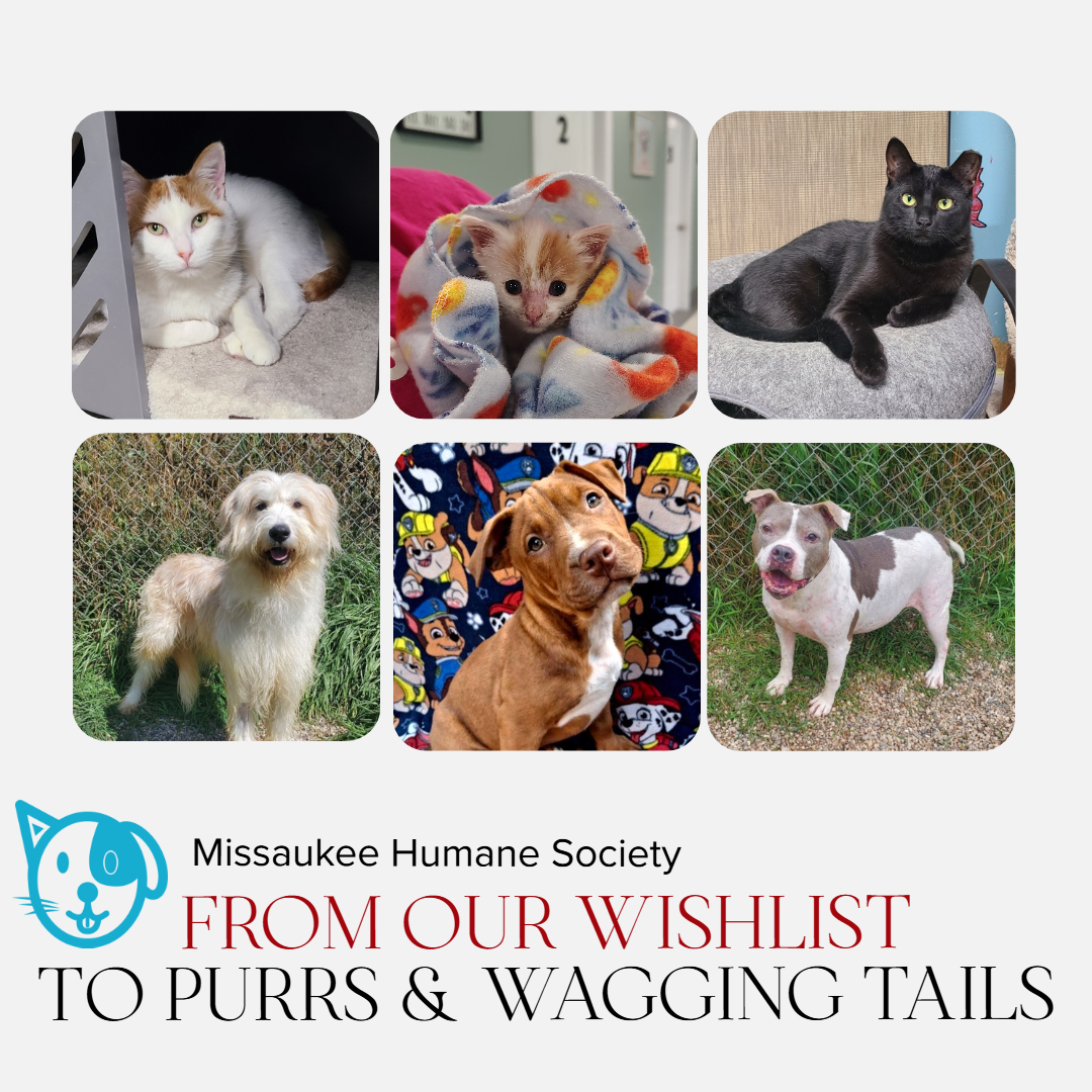 ✨ Wish List Plea ✨ Our shelter pets go through supplies quickly