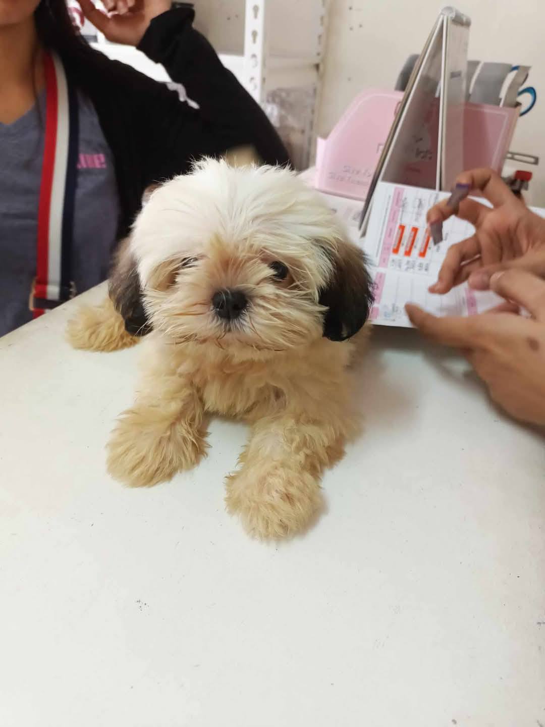 Curated visual reference: Wizard Of Paws Veterinary Clinic And Grooming Center Tuguegarao Main Photo Inspiration