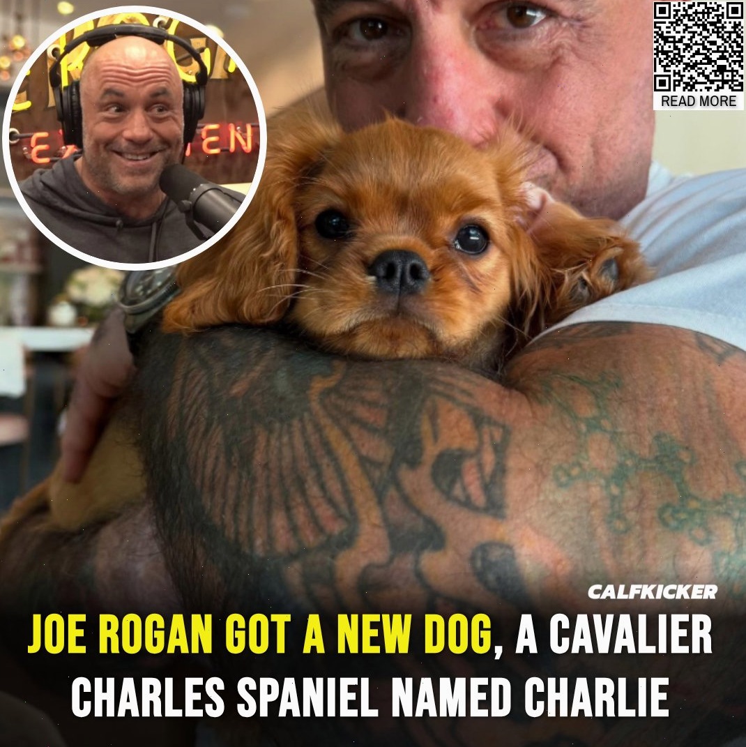 BJJ Doc - Joe Rogan welcomes a new Cavalier King Charles... | Facebook