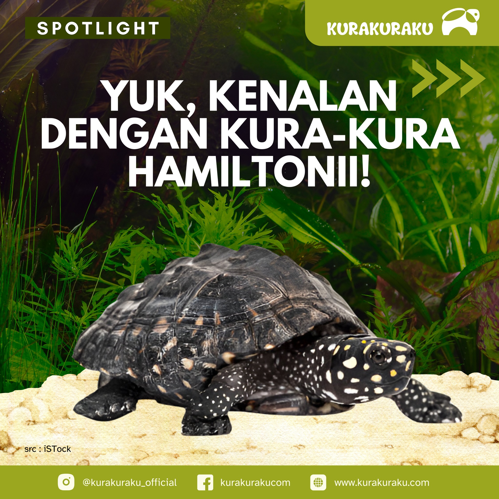 Kurakurakucom - 🐢 Kenalan dengan Kura-Kura Hamiltoni, Si... | Facebook