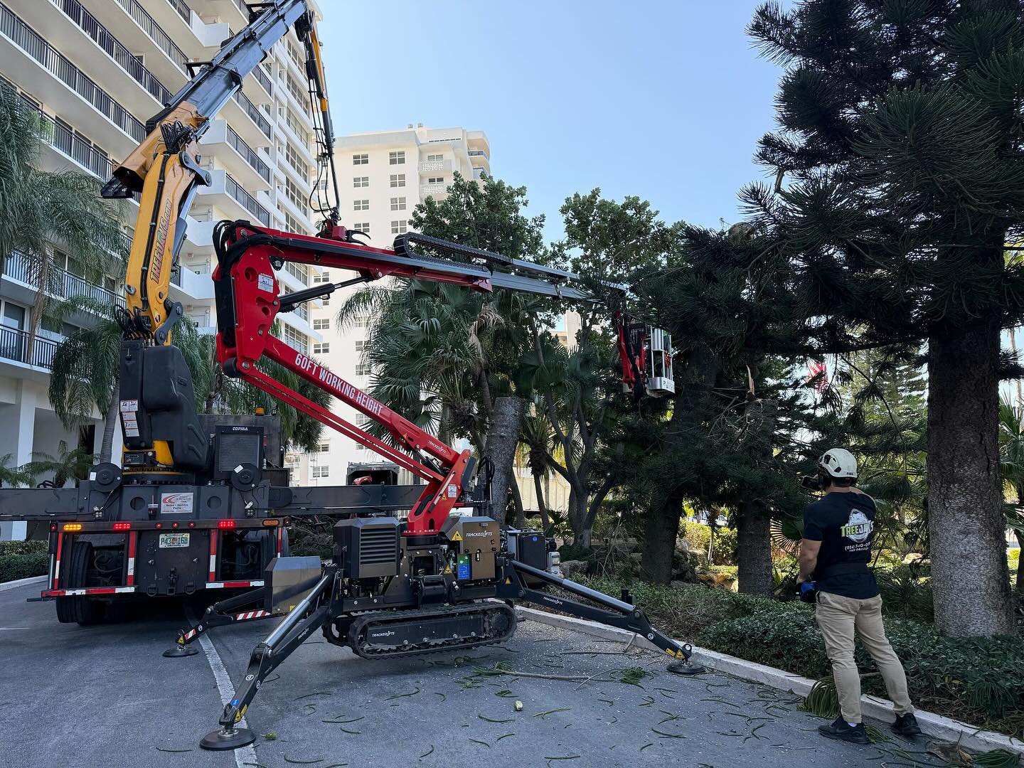Tree Jaws | Fort Lauderdale FL