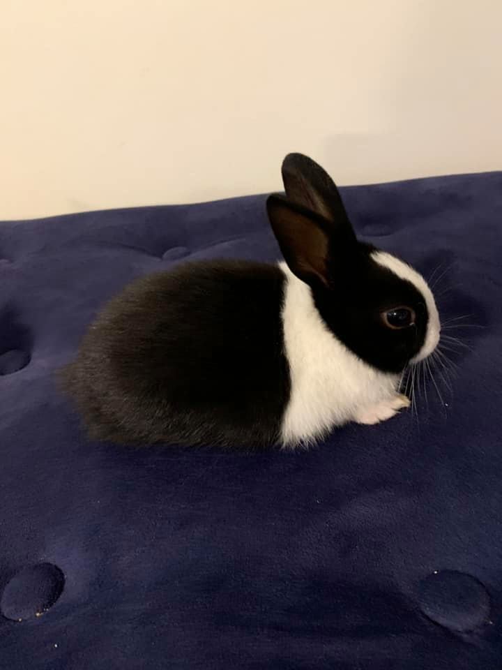 Ruthie’s Dutch Rabbitry