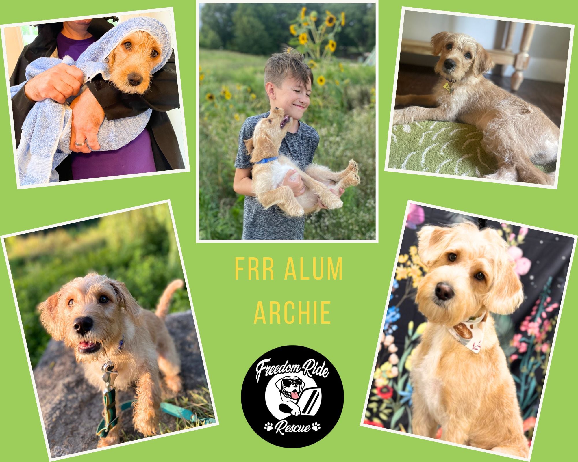 🐶 FRR Alum Archie (FKA Stitch) came... - Freedom Ride Rescue | Facebook